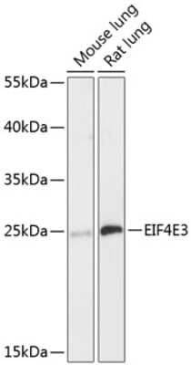 Western Blot EIF4E3 Antibody - Azide and BSA Free