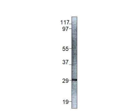 Western Blot: EIF4E3 Antibody [NBP3-12463] - D.melanogaster extracts. 1:500 antibody dilution in DiluOBuffer.