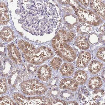 Immunohistochemistry-Paraffin EIF4EBP3 Antibody - BSA Free