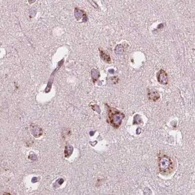 Immunohistochemistry-Paraffin: EIG121 Antibody [NBP2-57699] - Staining of human cerebral cortex.