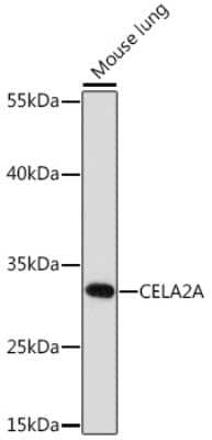 Western Blot ELA2A Antibody - Azide and BSA Free