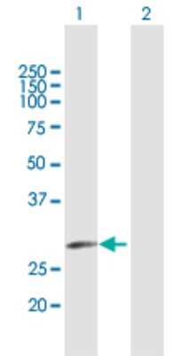 Western Blot: ELA3A Antibody [H00010136-B01P] - Analysis of ELA3A expression in transfected 293T cell line by ELA3A polyclonal antibody.  Lane 1: ELA3A transfected lysate(29.7 KDa). Lane 2: Non-transfected lysate.