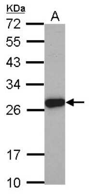 Western Blot: ELA3A Antibody [NBP2-14946] - Sample (30 ug of whole cell lysate) A: PC-3 12% SDS PAGE, antibody diluted at 1:2000.