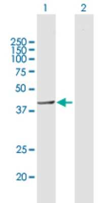 Western Blot: ELAC1 Antibody [H00055520-B01P] - Analysis of ELAC1 expression in transfected 293T cell line by ELAC1 polyclonal antibody.  Lane 1: ELAC1 transfected lysate(39.93 KDa). Lane 2: Non-transfected lysate.