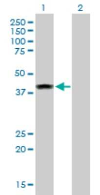Western Blot: ELAC1 Antibody [H00055520-D01P] - Analysis of ELAC1 expression in transfected 293T cell line by ELAC1 polyclonal antibody.Lane 1: ELAC1 transfected lysate(40.00 KDa).Lane 2: Non-transfected lysate.