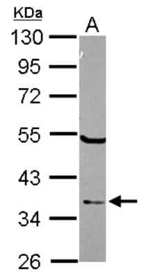 Western Blot: ELAC1 Antibody [NBP2-16313] - Sample (30 ug of whole cell lysate) A: A549 10% SDS PAGE gel, diluted at 1:1000.