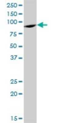 Western Blot: ELAC2 Antibody [H00060528-B01P] - Analysis of ELAC2 expression in COLO 320 HSR.