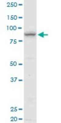 Western Blot: ELAC2 Antibody [H00060528-B01P] - Analysis of ELAC2 expression in Jurkat.