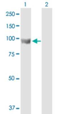 Western Blot: ELAC2 Antibody [H00060528-B01P] - Analysis of ELAC2 expression in transfected 293T cell line by ELAC2 polyclonal antibody.  Lane 1: ELAC2 transfected lysate(90.86 KDa). Lane 2: Non-transfected lysate.