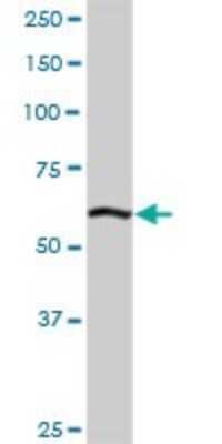 Western Blot: ELAC2 Antibody [H00060528-D01P] - Analysis of ELAC2 expression in human liver.