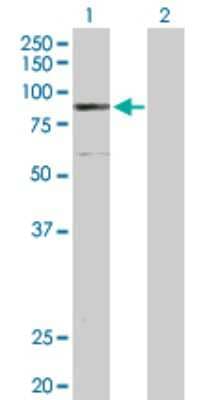 Western Blot: ELAC2 Antibody [H00060528-D01P] - Analysis of ELAC2 expression in transfected 293T cell line by ELAC2 polyclonal antibody.Lane 1: ELAC2 transfected lysate(92.20 KDa).Lane 2: Non-transfected lysate.