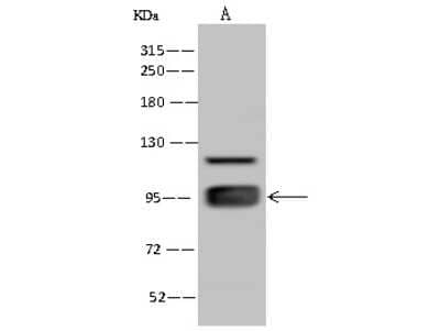 Western Blot: ELAC2 Antibody [NBP2-97772] - Anti-ELAC2 rabbit polyclonal antibody at 1:500 dilution. Lane A: Jurkat Whole Cell Lysate Lysates/proteins at 30 ug per lane. Secondary Goat Anti-Rabbit IgG (H+L)/HRP at 1/10000 dilution. Developed using the ECL technique. Performed under reducing conditions. Predicted band size: 92 kDa. Observed band size: 95 kDa