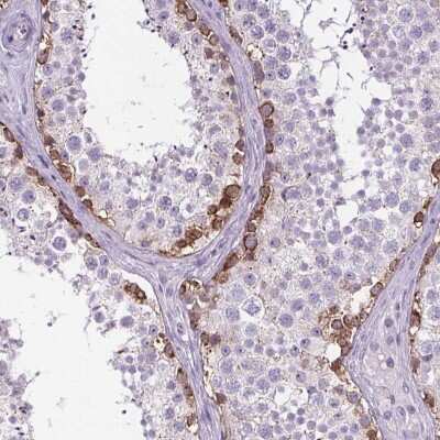 Immunohistochemistry-Paraffin: ELAVL2 Antibody [NBP2-38012] - Staining of human testis shows strong cytoplasmic positivity in cells in seminiferous ducts.