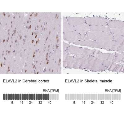 Immunohistochemistry-Paraffin: ELAVL2 Antibody [NBP2-38012] - Staining in human cerebral cortex and skeletal muscle tissues using NBP2-38012 antibody. Corresponding ELAVL2 RNA-seq data are presented for the same tissues.