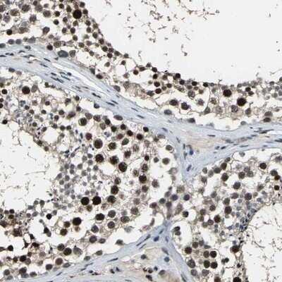 Immunohistochemistry-Paraffin: ELF2 Antibody [NBP1-84770] - Staining of human testis shows strong nuclear positivity in cells in seminiferus ducts.