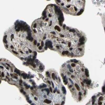 Immunohistochemistry-Paraffin: ELF2 Antibody [NBP1-84770] - Staining of human placenta.