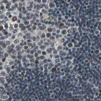 Immunohistochemistry-Paraffin: ELF2 Antibody [NBP1-84770] - Staining of human lymph node.