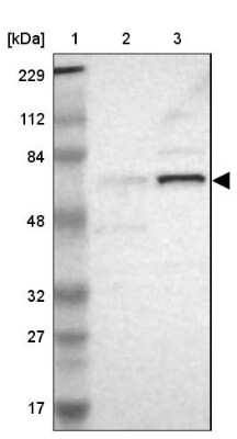 Western Blot: ELF2 Antibody [NBP1-84770] - Lane 1: Marker  [kDa] 229, 112, 84, 48, 32, 27, 17.  Lane 2: Human cell line RT-4.  Lane 3: Human cell line U-251MG sp