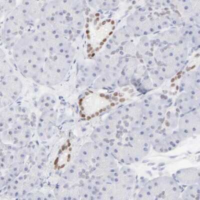 Immunohistochemistry-Paraffin: ELF3/ESE-1 Antibody [NBP1-87945] - Staining of human pancreas shows moderate nuclear positivity in pancreatic ducts.