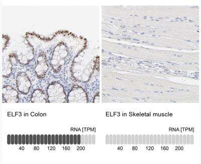 Immunohistochemistry-Paraffin: ELF3/ESE-1 Antibody [NBP1-87945] - Analysis in human colon and skeletal muscle tissues.  Corresponding ELF3 RNA-seq data are presented for the same tissues.