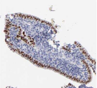 Immunohistochemistry-Paraffin: ELF3/ESE-1 Antibody [NBP1-87945] - Staining of human endometrium shows moderate to strong nuclear positivity in glandular cells.