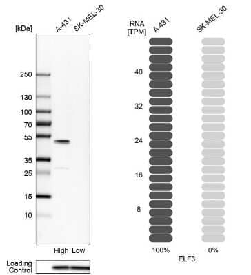 <b>Orthogonal Strategies Validation. </b>Western Blot: ELF3/ESE-1 Antibody [NBP1-87945] - Analysis in human cell lines A-431 and SK-MEL-30 using anti-ELF3 antibody. Corresponding ELF3 RNA-seq data are presented for the same cell lines. Loading control: anti-PPIB.