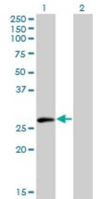 Western Blot ELF5 Antibody (3D10)