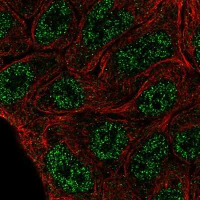 Immunocytochemistry/ Immunofluorescence ELF5 Antibody