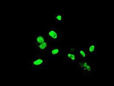 Immunocytochemistry/Immunofluorescence: ELK3 Antibody (OTI1H3) - Azide and BSA Free [NBP2-70643] - Staining of COS7 cells transiently transfected by pCMV6-ENTRY ELK3.