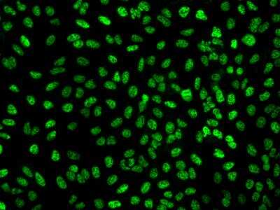 Immunocytochemistry/Immunofluorescence: ELL2 Antibody [NBP3-06350] - Immunofluorescence staining of ELL2 in U2OS cells. Cells were fixed with 4% PFA, permeabilzed with 0.3% Triton X-100 in PBS,blocked with 10% serum, and incubated with rabbit anti-Human ELL2 polyclonal antibody (dilution ratio 1:200) at 4 degrees celsius overnight. Then cells were stained with the Alexa Fluor (TM) 488-conjugated Goat Anti-rabbit IgG secondary antibody (green). Positive staining was localized to Nucleus.