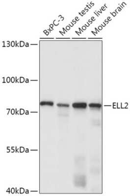 Western Blot: ELL2 Antibody [NBP3-04899] - Analysis of extracts of various cell lines, using ELL2 antibody at 1:1000 dilution. Secondary antibody: HRP Goat Anti-Rabbit IgG (H+L) at 1:10000 dilution. Lysates/proteins: 25ug per lane. Blocking buffer: 3% nonfat dry milk in TBST. Detection: ECL Basic