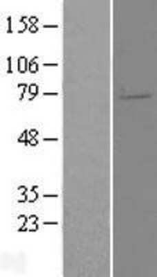 Western Blot: ELL2 Overexpression Lysate (Adult Normal) [NBL1-10237] Left-Empty vector transfected control cell lysate (HEK293 cell lysate); Right -Over-expression Lysate for ELL2.