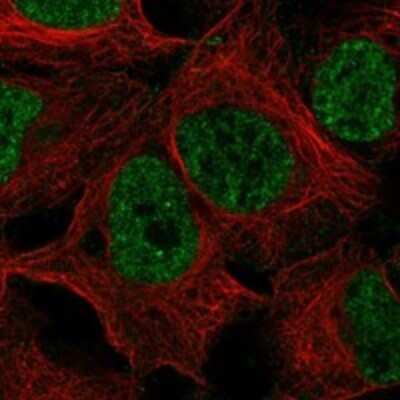 Immunocytochemistry/Immunofluorescence: ELL3 Antibody [NBP3-17245] - Staining of human cell line HEK 293 shows localization to nucleoplasm.