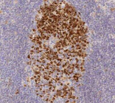 Immunohistochemistry-Paraffin ELL3 Antibody