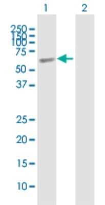 Western Blot ELL3 Antibody