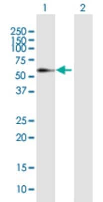 Western Blot ELL3 Antibody