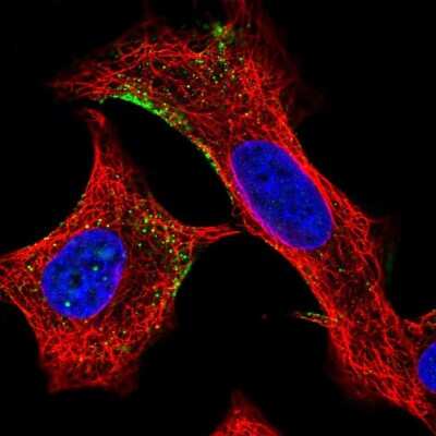 Immunocytochemistry/ Immunofluorescence ELMO2 Antibody