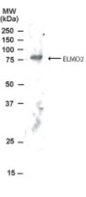 Western Blot ELMO2 Antibody