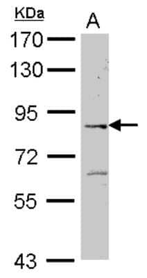 Western Blot: ELMO2 Antibody [NBP2-16317] - Sample (30 ug of whole cell lysate) A: Raji 7. 5% SDS PAGE gel, diluted at 1:500.