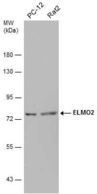 Western Blot: ELMO2 Antibody [NBP2-16318] - Various whole cell extracts (30 ug) were separated by 7.5% SDS-PAGE, and the membrane was blotted with ELMO2 antibody [C3], C-term diluted at 1:1000.