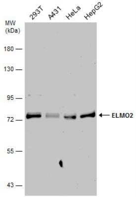 Western Blot ELMO2 Antibody