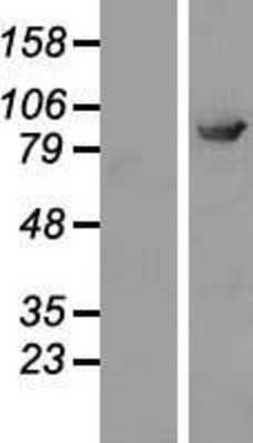 Western Blot ELMO2 Overexpression Lysate