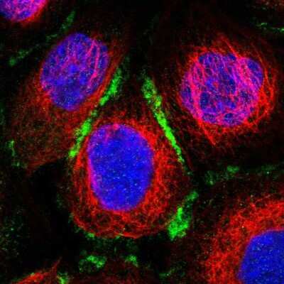 Immunocytochemistry/Immunofluorescence: ELMO3 Antibody [NBP1-85695] - Immunofluorescent staining of human cell line A-431 shows localization to plasma membrane & cell junctions. Antibody staining is shown in green. 