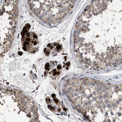 Immunohistochemistry-Paraffin: ELMO3 Antibody [NBP1-85695] - Staining of human testis shows strong positivity in Leydig cells.