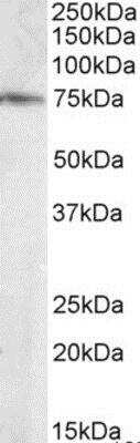 Western Blot ELMO3 Antibody