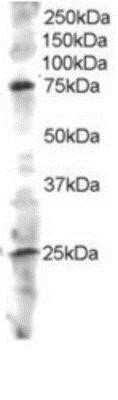 Western Blot ELMO3 Antibody