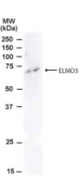 Western Blot ELMO3 Antibody