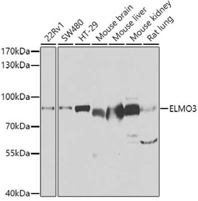 Western Blot: ELMO3 Antibody [NBP3-05077] - Analysis of extracts of various cell lines, using ELMO3 antibody at 1:1000 dilution. Secondary antibody: HRP Goat Anti-Rabbit IgG (H+L) at 1:10000 dilution. Lysates/proteins: 25ug per lane. Blocking buffer: 3% nonfat dry milk in TBST. Detection: ECL Enhanced Kit