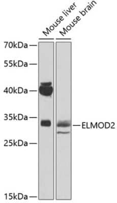 Western Blot: ELMOD2 Antibody [NBP3-04886] - Analysis of extracts of various cell lines, using ELMOD2 antibody at 1:500 dilution. Secondary antibody: HRP Goat Anti-Rabbit IgG (H+L) at 1:10000 dilution. Lysates/proteins: 25ug per lane. Blocking buffer: 3% nonfat dry milk in TBST. Detection: ECL Basic Kit