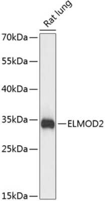 Western Blot: ELMOD2 Antibody [NBP3-05119] - Analysis of extracts of rat lung, using ELMOD2 antibody at 1:3000 dilution. Secondary antibody: HRP Goat Anti-Rabbit IgG (H+L) at 1:10000 dilution. Lysates/proteins: 25ug per lane. Blocking buffer: 3% nonfat dry milk in TBST. Detection: ECL Basic Kit .